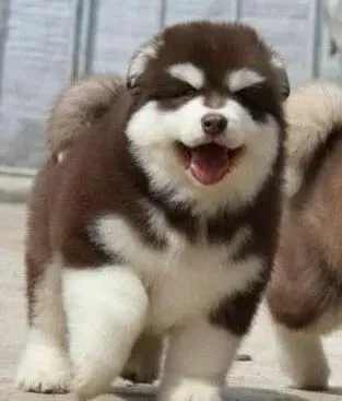 阿拉斯加犬|阿拉斯加狗狗拉便便特别臭怎么回事