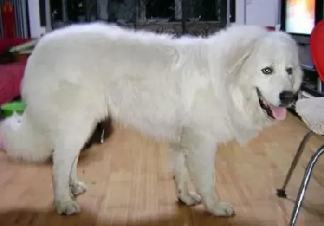 大白熊犬|喂养年幼的大白熊犬需要哪些技巧