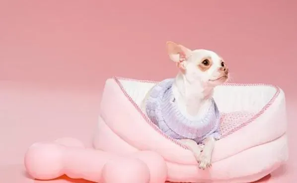 吉娃娃|鞋子舒不舒服脚知道 给吉娃娃选鞋袜的学问
