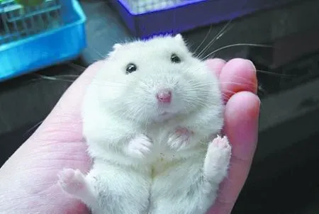 银狐仓鼠能长多大 成年后大约有8到11厘米 | 银狐仓鼠