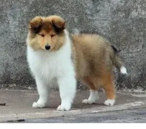 喜乐蒂|三个月的喜乐蒂犬爱咬手，很疼怎么办