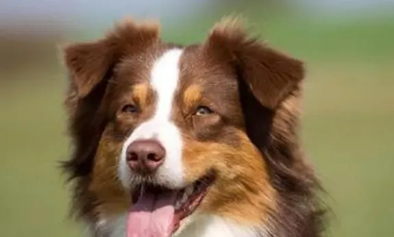 澳洲牧羊犬适合楼房么 澳洲牧羊犬饲养要点 | 澳洲牧羊犬