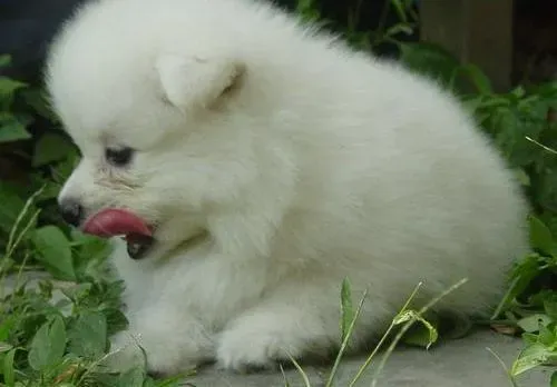 银狐犬|银狐犬适合吃什么狗罐头