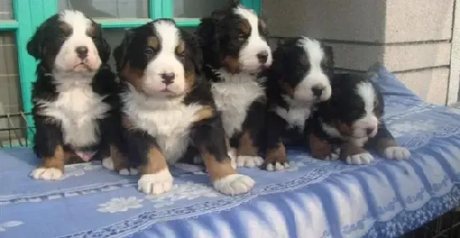 伯恩山犬|伯恩山犬把磨牙棒吃了能消化吗