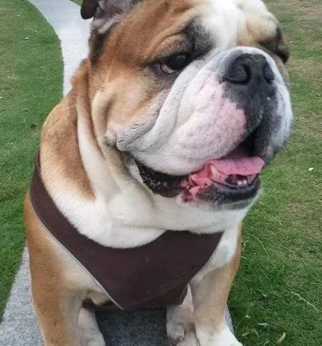 英国斗牛犬|懂事又乖巧 轻松来制止斗牛犬的乱叫