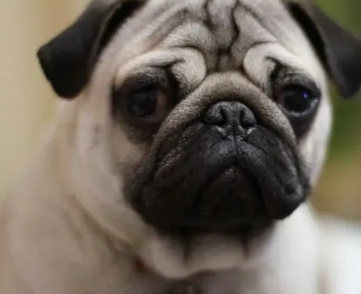 巴哥犬|巴哥犬掉毛怎样解决最稳妥