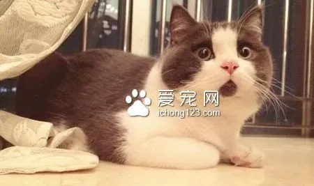 猫爪病会死吗 是猫身上的一种细菌所致 | 猫爪病