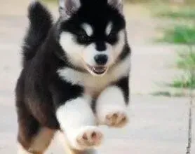 阿拉斯加犬|两个月的阿拉斯加犬老便秘怎么办