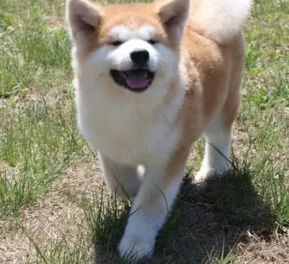 秋田犬|秋田犬进行交配的时候要注意哪些因素