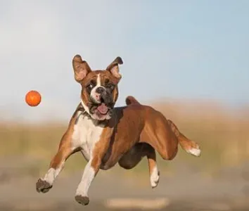 拳师犬怎么训练 基本训练的必要性 | 拳师犬