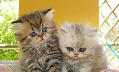 猫粮怎么做的 自制猫粮技巧及经验分享 | 猫