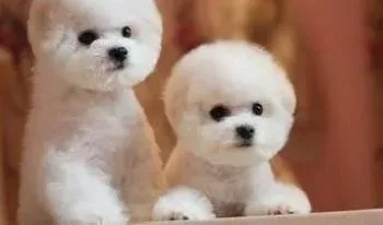 比熊犬|记住四点就能让比熊犬健康渡过换季时期
