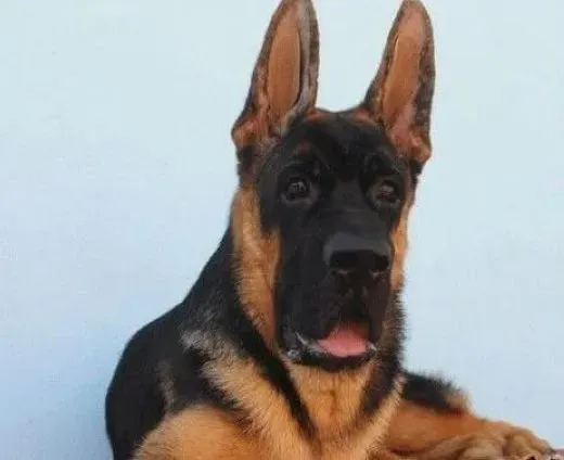 德国牧羊犬|如何看出德国牧羊犬的胆量和依赖性
