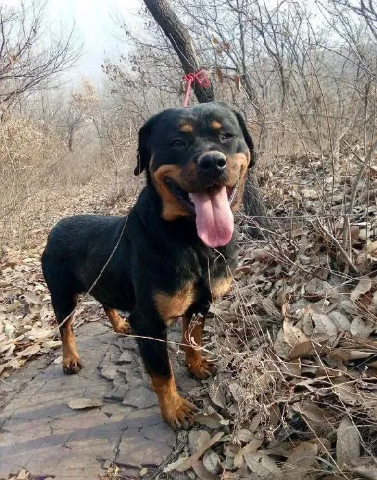 罗威纳犬|导致罗威纳犬面部掉毛的原因