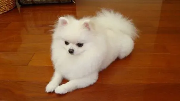 博美犬|博美犬常见的疾病 预防常识需了解