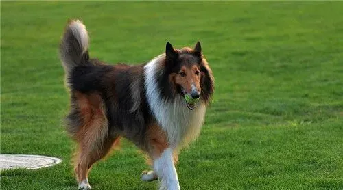 苏格兰牧羊犬喂养 苏格兰牧羊犬的喂食要点 | 苏格兰牧羊犬