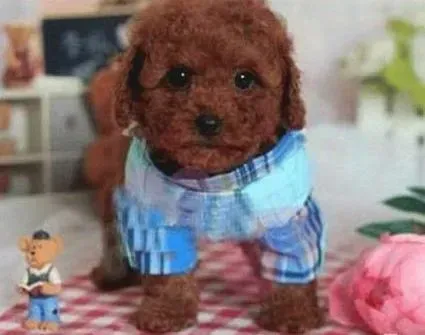 泰迪犬|狗狗主人最想知道的知识——饲养泰迪犬的诀窍