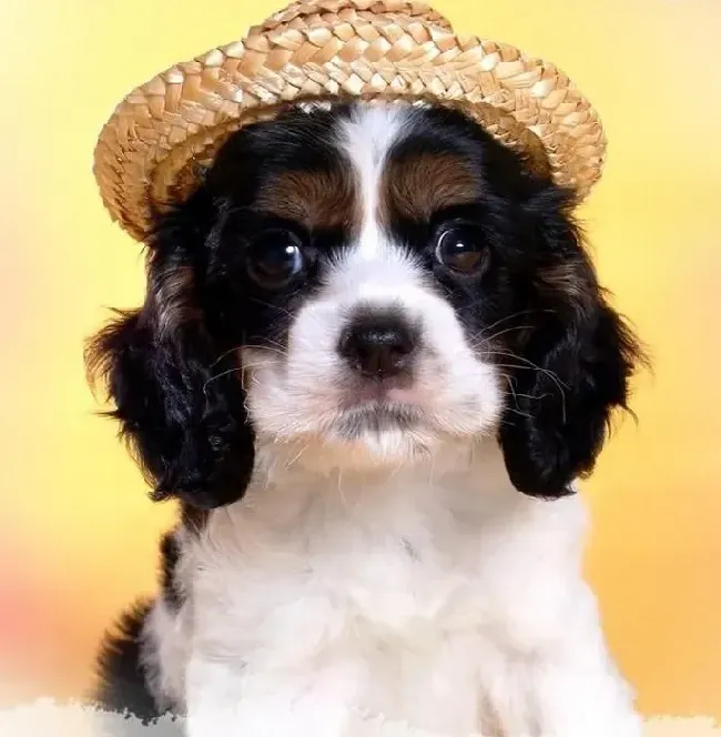 可卡犬|可卡犬脱毛原因以及预防治疗