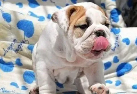 英国斗牛犬|斗牛犬一条腿突然就瘸了怎么办
