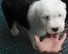 古代牧羊犬|古代牧羊犬拉稀的五大原因与解救方法