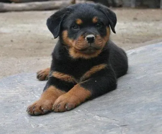 罗威纳犬|如何为罗威纳犬打造魔鬼身材
