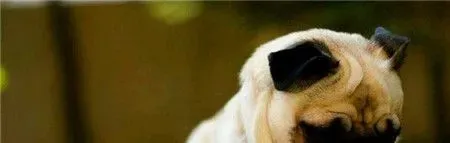 纯种巴哥犬习性 巴哥犬有哪些生活习惯 | 巴哥犬