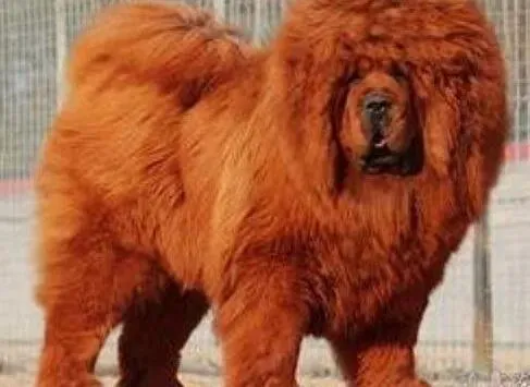 藏獒|藏獒宝宝出现窒息怎么办