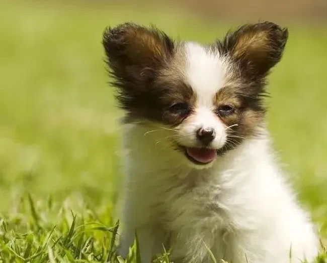 蝴蝶犬|四个月的蝴蝶犬不听话应如何训练它