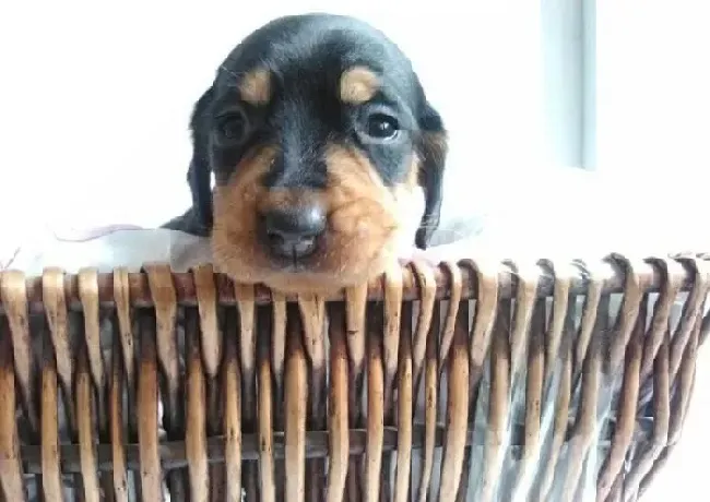腊肠犬|给腊肠犬补充营养的几点实用性意见