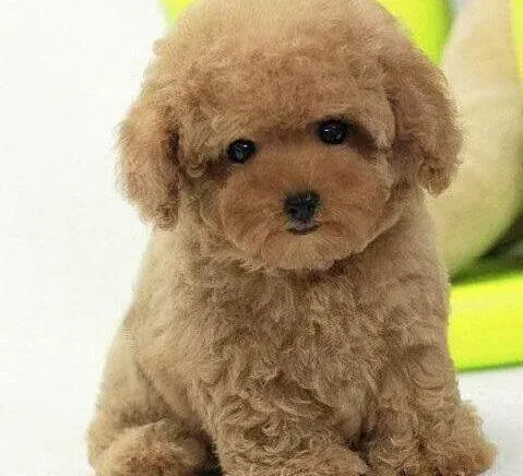 泰迪犬|饲养泰迪犬，训练最关键