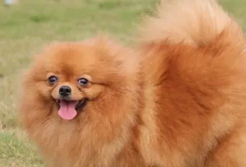博美犬如何洗澡 博美犬正确入浴的方法 | 博美犬