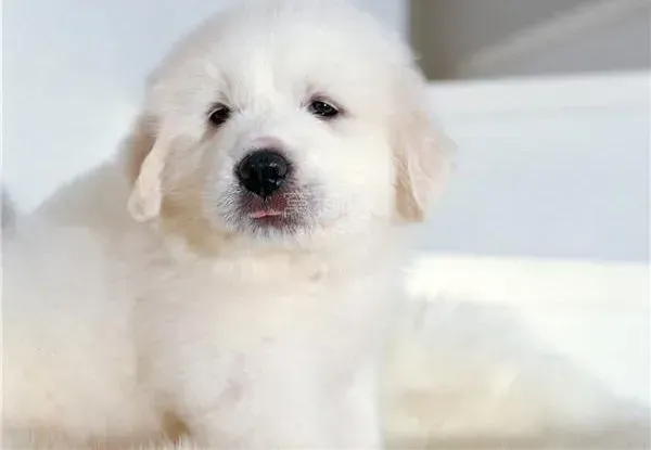 大白熊犬|大白熊犬最近不吃饭 只能饿着它吗