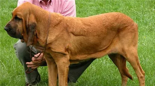 训练巴哥犬坐 纠正坏习惯时要持久和坚决 | 巴哥犬