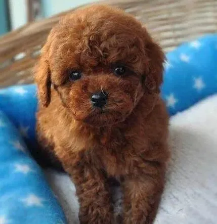 泰迪犬|泰迪犬以前很爱吃饭但最近食欲下降了