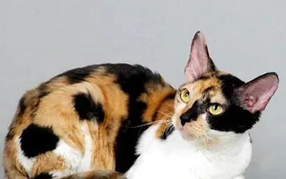 柯尼斯卷毛猫的养护常识 要做好御寒工作 | 柯尼斯卷毛猫