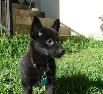 舒柏奇犬的形态特征 成犬的被毛非常特殊 | 舒柏奇犬