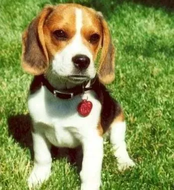 比格犬|比格犬鼻子的健康护理方法简单分析