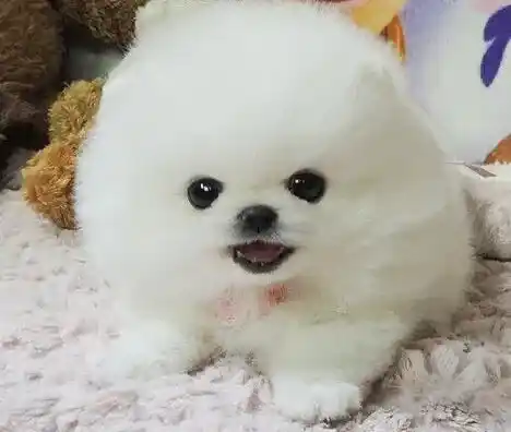 博美犬|生活中博美犬弄脏的地毯应该如何清理