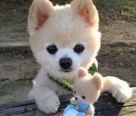 博美犬|博美犬打喷嚏，流鼻涕是怎么回事，生病了吗
