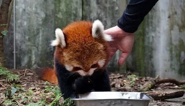天冷活动力更旺盛 熊猫宝宝在带领下户外体验世界