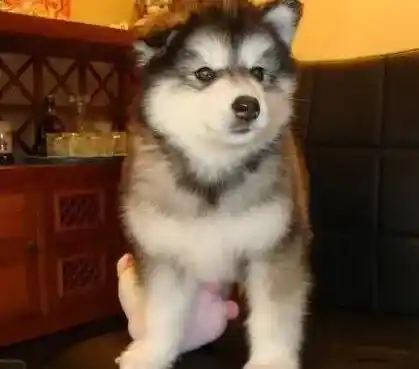 阿拉斯加犬|阿拉斯加犬发情了应该如何照顾它呢