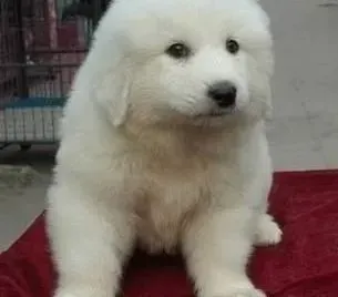 大白熊犬|引起大白熊犬缺乏维生素的原因