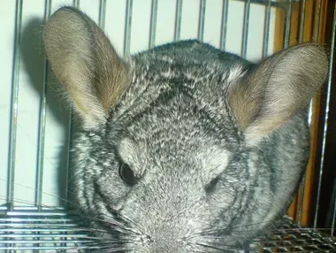 养龙猫的坏处 龙猫是很脆弱的动物 | 龙猫