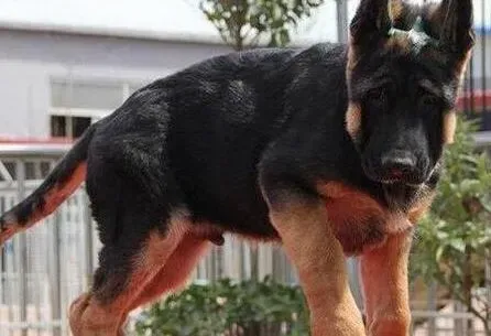 德国牧羊犬|刚购买回来的德国牧羊犬什么时候可以打针