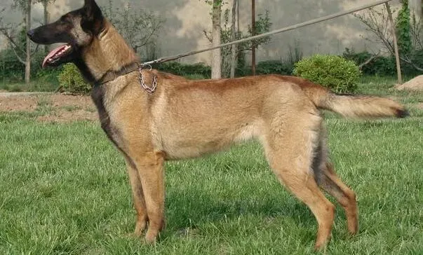 马犬|了解马犬体味来源，才能对症下药有效解决