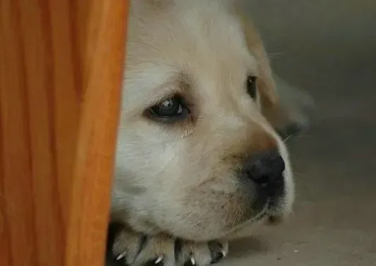 拉布拉多|购买拉布拉多犬狗粮前您了解过它的成分么