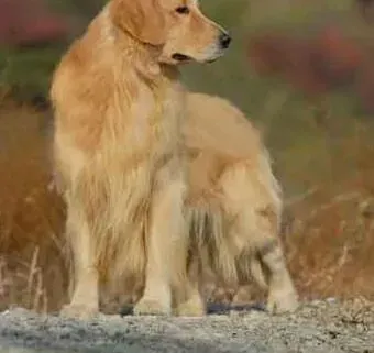 金毛|防治体外寄生虫 保障金毛犬的身体健康