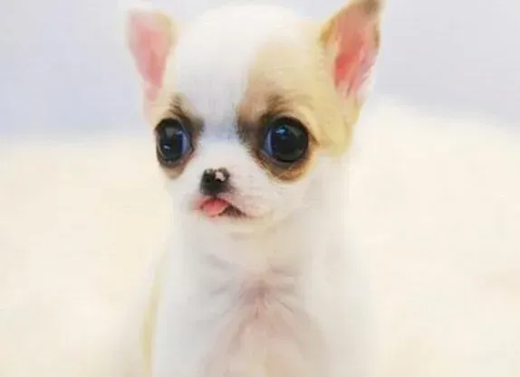 吉娃娃|吉娃娃突然吃自己的便便是怎么回事