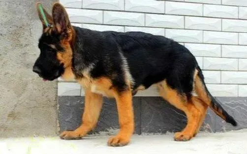 德国牧羊犬|德国牧羊犬拉稀呕吐，吃东西就会呕吐怎么办