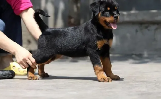 罗威纳犬|罗威纳犬呼吸的时候嗓子里有痰怎么办